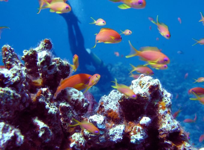 hurghada snorkeling tour