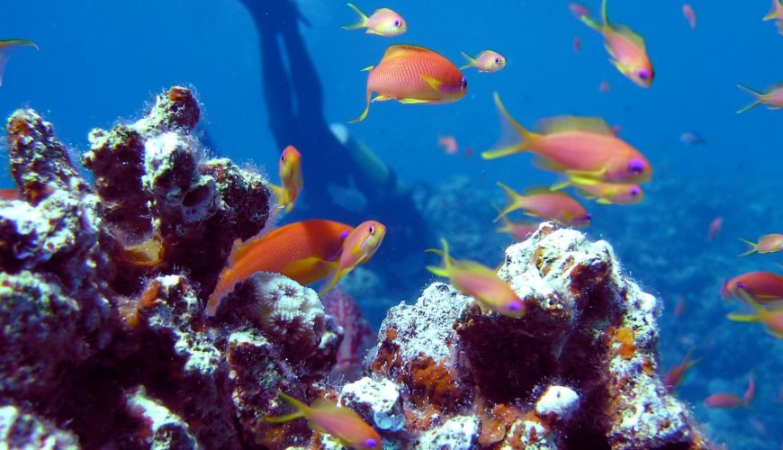 hurghada snorkeling tour